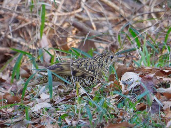 White's Thrush 横浜市立金沢自然公園 Sun, 3/10/2024