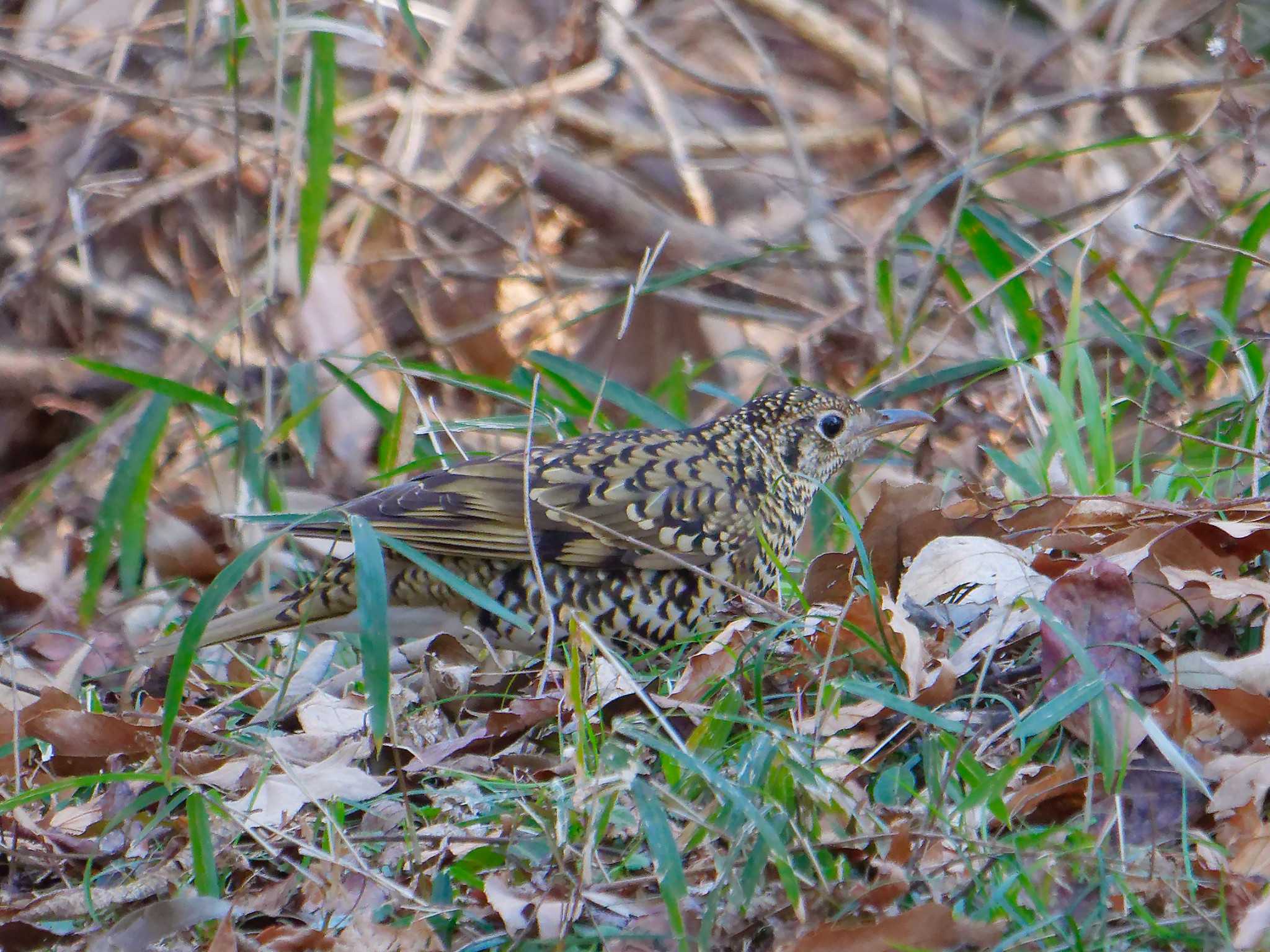 Photo of White's Thrush at 横浜市立金沢自然公園 by しおまつ