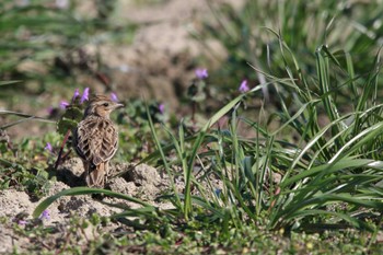 Eurasian Skylark 知多市野崎川流域 Sun, 3/3/2024