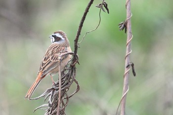 Meadow Bunting 知多市野崎川流域 Thu, 2/29/2024