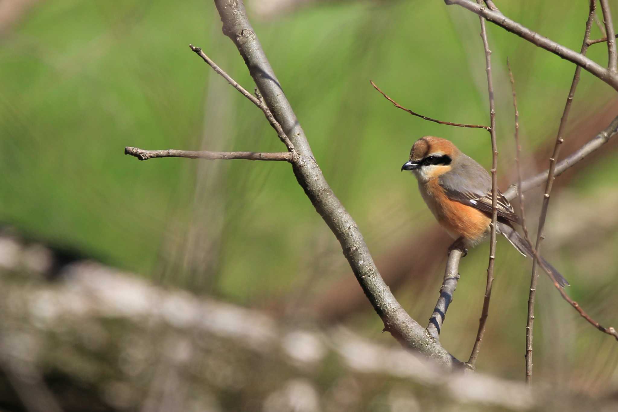 Photo of Bull-headed Shrike at 大府市星名池 by Button-Down Freak