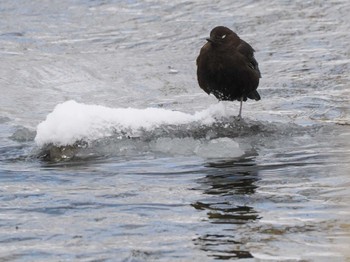 Sun, 3/10/2024 Birding report at 左股川緑地(札幌市西区)