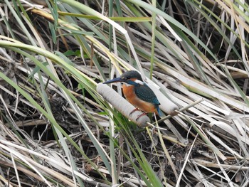 Common Kingfisher 平瀬川 Sun, 11/25/2018