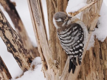 Japanese Pygmy Woodpecker(seebohmi) 左股川緑地(札幌市西区) Sun, 3/10/2024