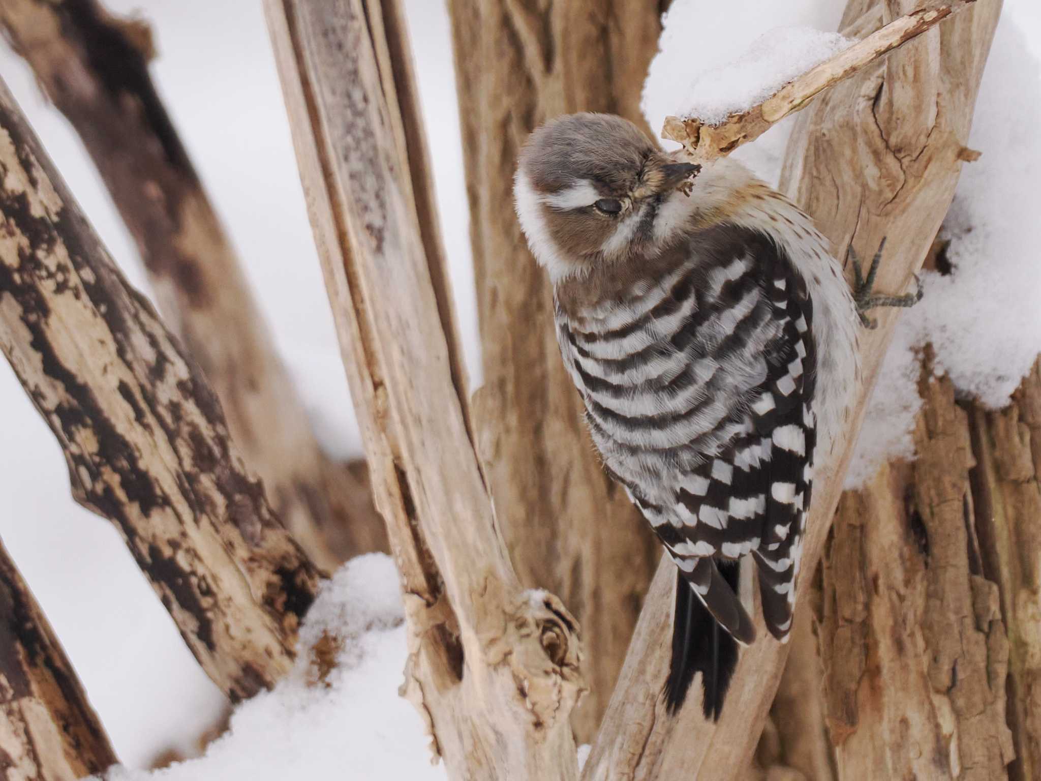 Photo of Japanese Pygmy Woodpecker(seebohmi) at 左股川緑地(札幌市西区) by 98_Ark (98ｱｰｸ)