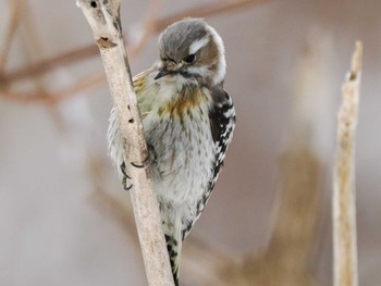 Japanese Pygmy Woodpecker(seebohmi) 左股川緑地(札幌市西区) Sun, 3/10/2024