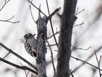 Japanese Pygmy Woodpecker(seebohmi) 平和みなみ緑地(札幌市西区) Sun, 3/10/2024