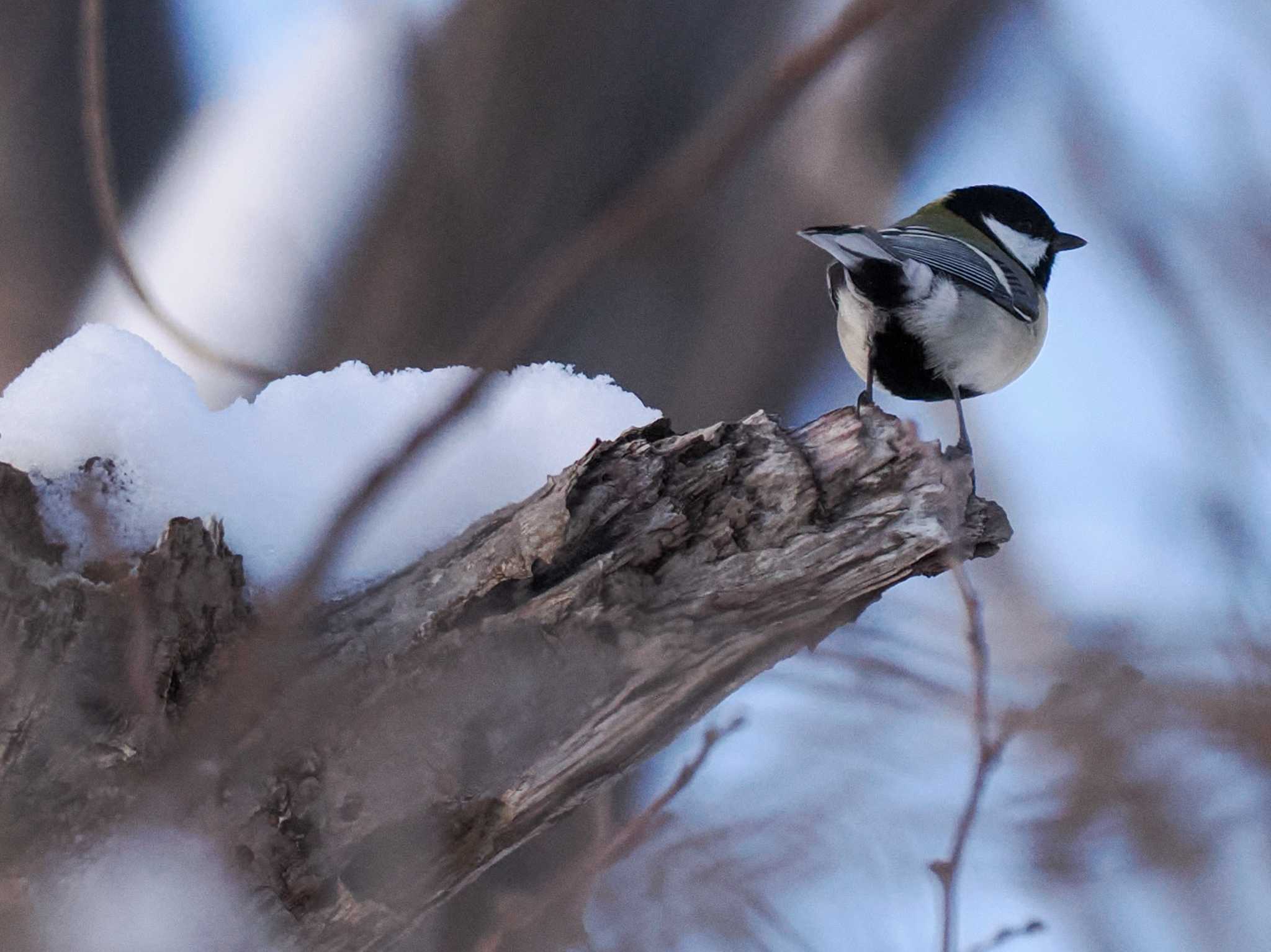 Photo of Japanese Tit at 平和みなみ緑地(札幌市西区) by 98_Ark (98ｱｰｸ)