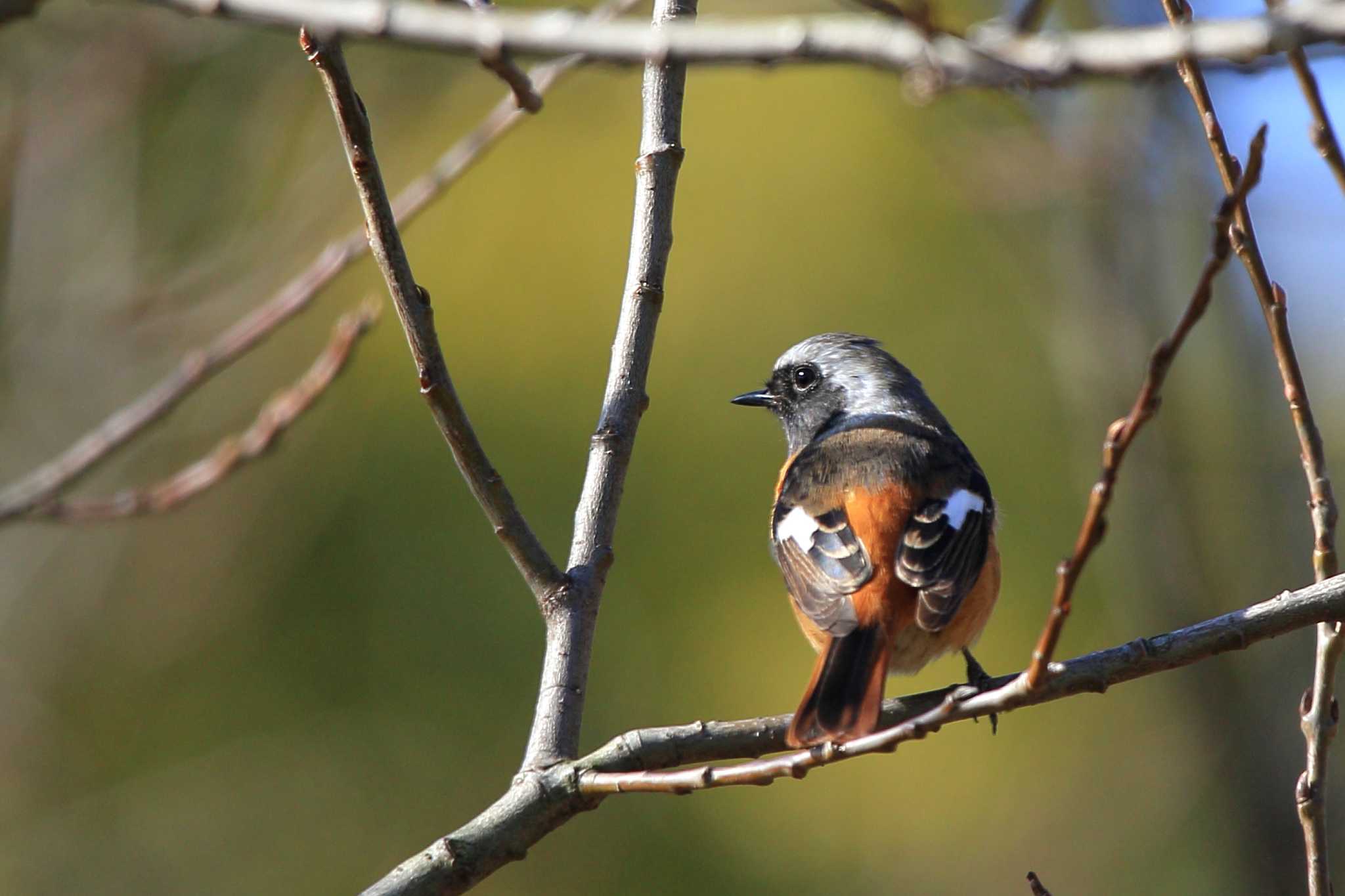 Photo of Daurian Redstart at 大府市星名池 by Button-Down Freak