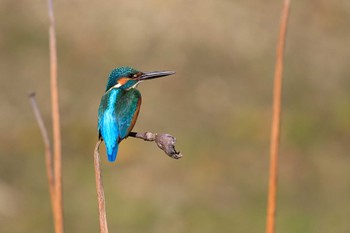 2024年3月3日(日) 大府市星名池の野鳥観察記録