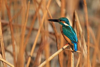 Common Kingfisher 大府市星名池 Sun, 3/3/2024