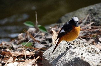 Daurian Redstart Oizumi Ryokuchi Park Sun, 3/10/2024