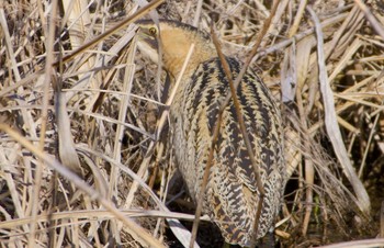 Eurasian Bittern Oizumi Ryokuchi Park Sun, 3/10/2024