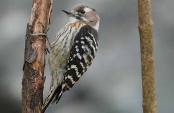 Japanese Pygmy Woodpecker Oizumi Ryokuchi Park Sun, 3/10/2024