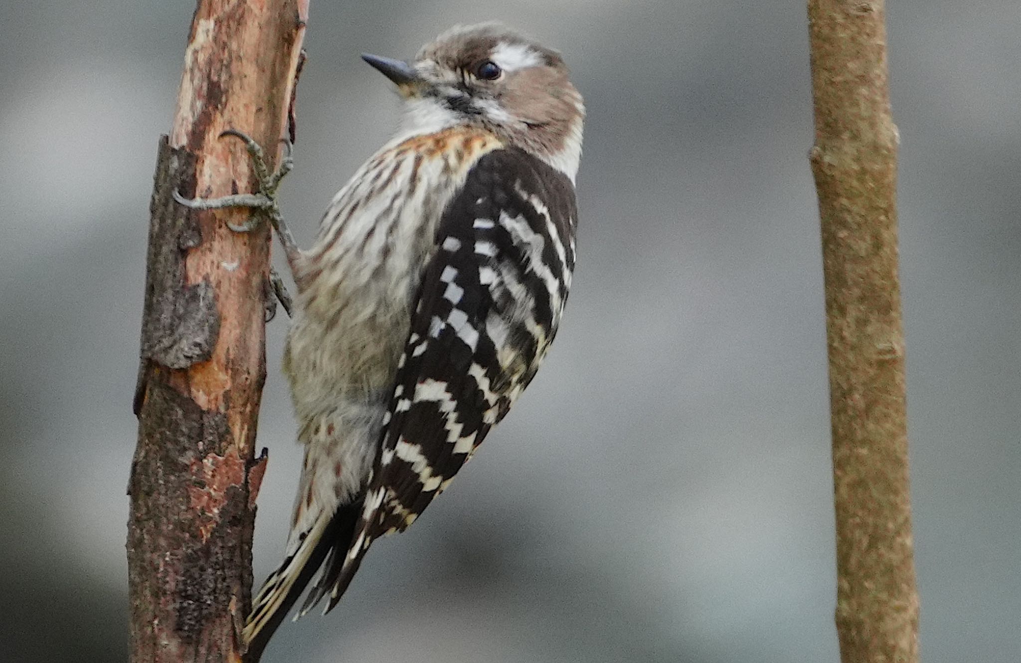 Photo of Japanese Pygmy Woodpecker at Oizumi Ryokuchi Park by アルキュオン