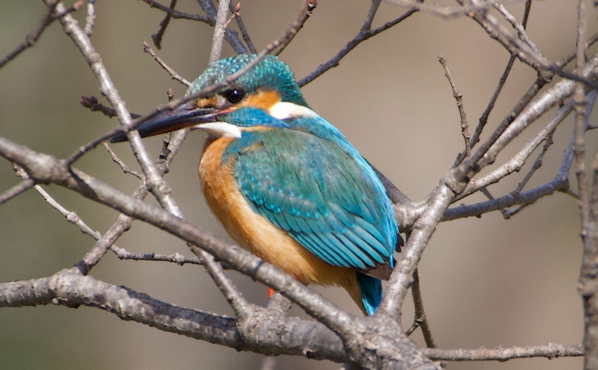 Photo of Common Kingfisher at Oizumi Ryokuchi Park by アルキュオン