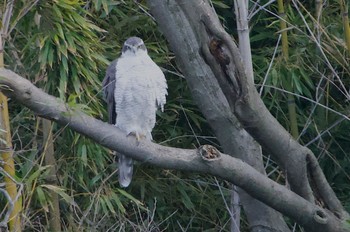 Eurasian Goshawk Oizumi Ryokuchi Park Sun, 3/10/2024