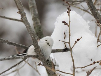 2024年3月10日(日) 五天山公園(札幌市西区)の野鳥観察記録