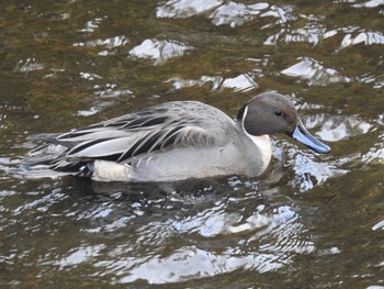 Northern Pintail 平瀬川 Sun, 11/25/2018