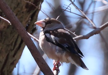 2024年3月10日(日) 秋ヶ瀬公園の野鳥観察記録