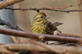 Masked Bunting Unknown Spots Sat, 3/9/2024