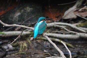 Common Kingfisher 嘉義公園(台湾) Sat, 1/20/2024