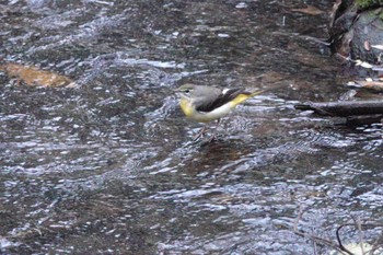 Grey Wagtail 嘉義公園(台湾) Sat, 1/20/2024