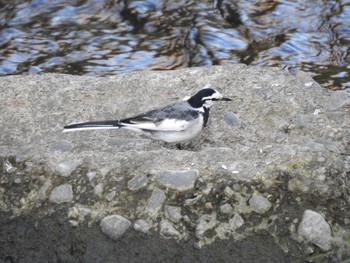 White Wagtail 平瀬川 Sun, 11/25/2018