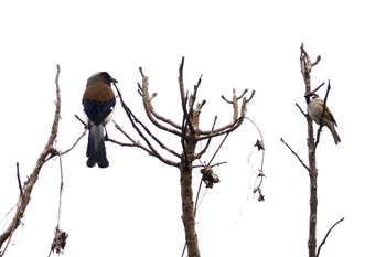 Grey Treepie 嘉義公園(台湾) Sat, 1/20/2024