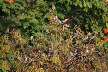 Eurasian Tree Sparrow 北香湖公園(台湾) Sat, 1/20/2024