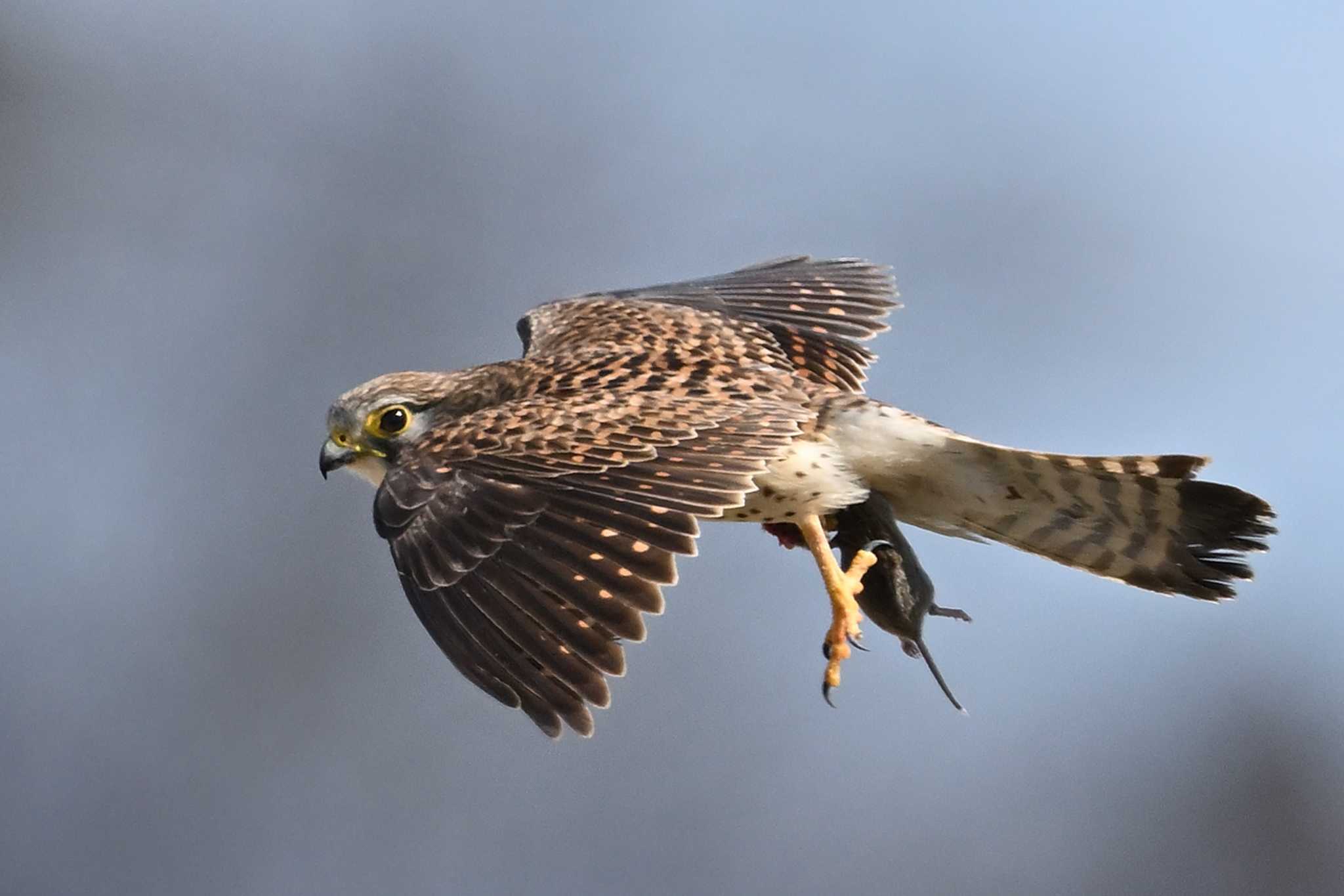 Photo of Common Kestrel at 伊勢崎市 利根川 by ダイ