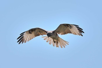 Eastern Buzzard 伊勢崎市 利根川 Sun, 3/10/2024