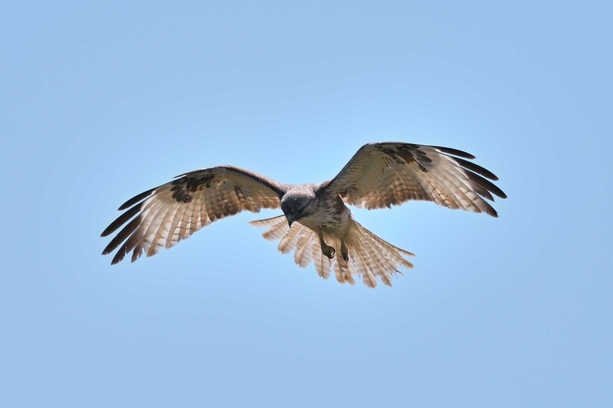 Photo of Eastern Buzzard at 伊勢崎市 利根川 by ダイ