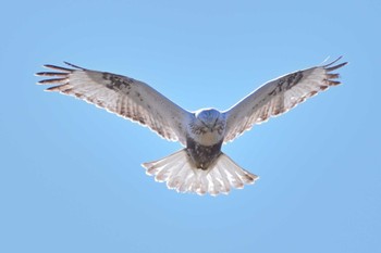 Rough-legged Buzzard 伊勢崎市 利根川 Sun, 3/10/2024