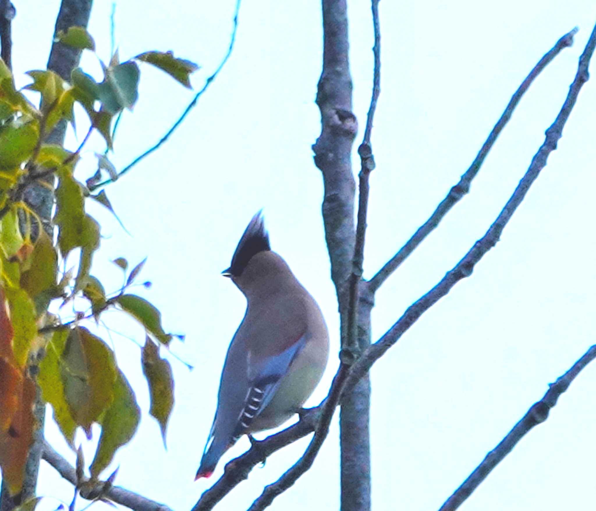 Photo of Japanese Waxwing at 稲佐山公園 by M Yama