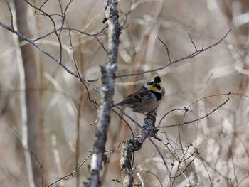 Yellow-throated Bunting 丸火自然公園 Sun, 3/10/2024