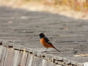 2024年2月10日(土) 隅田川の野鳥観察記録