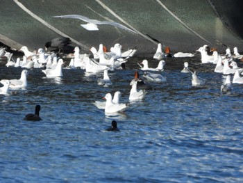 ユリカモメ 隅田川 2024年2月3日(土)