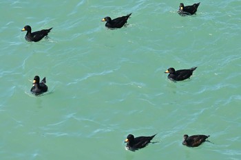 Black Scoter 飯岡漁港 Sun, 3/3/2024