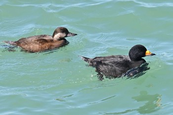 クロガモ 飯岡漁港 2024年3月3日(日)