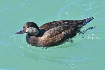 Black Scoter 飯岡漁港 Sun, 3/3/2024