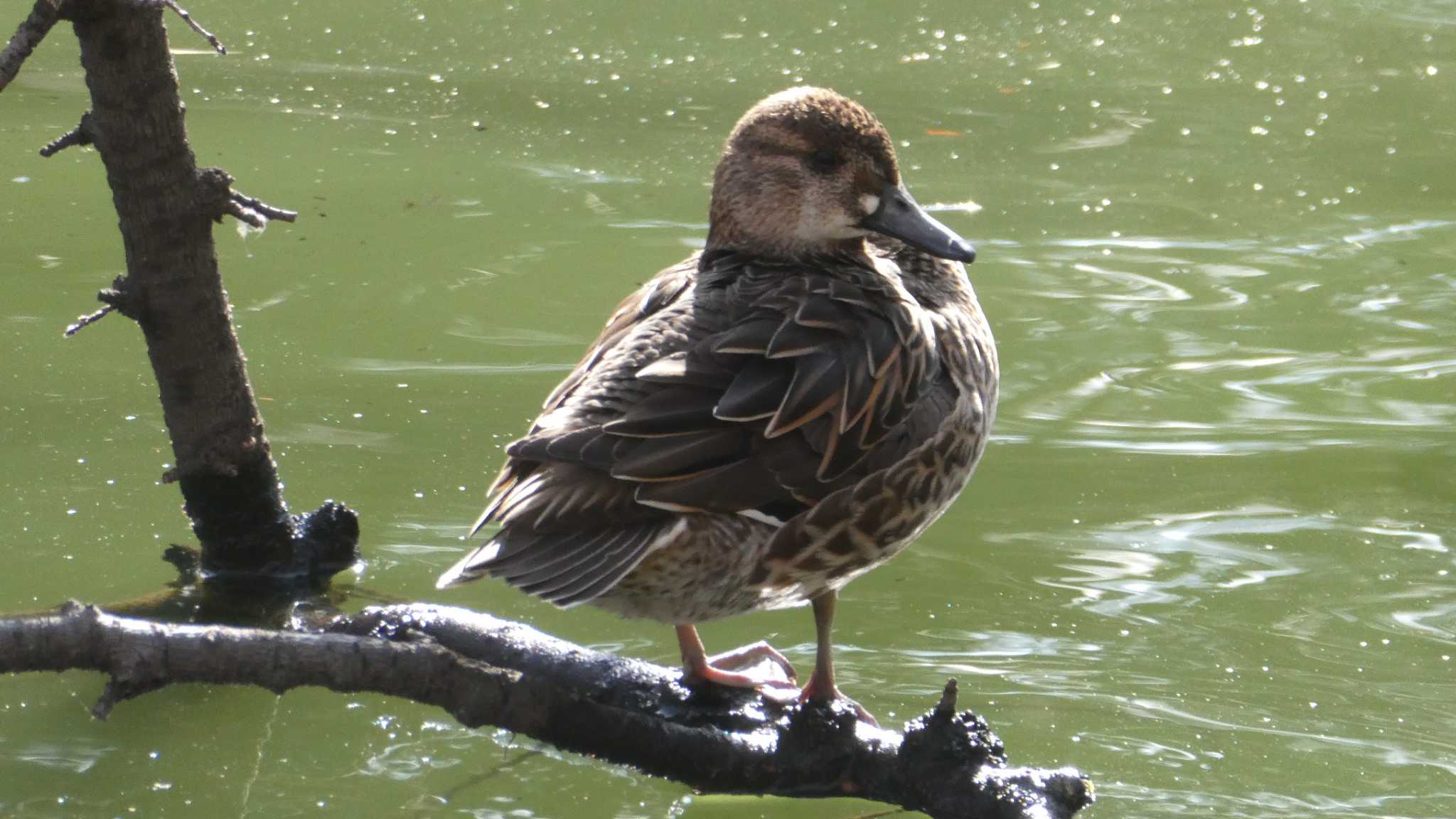 Photo of Baikal Teal at 井の頭恩賜公園 by こんぶ