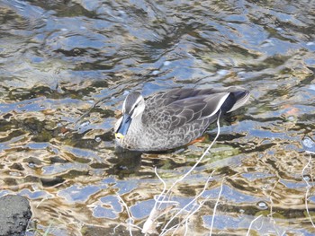 Eastern Spot-billed Duck 平瀬川 Sun, 11/25/2018