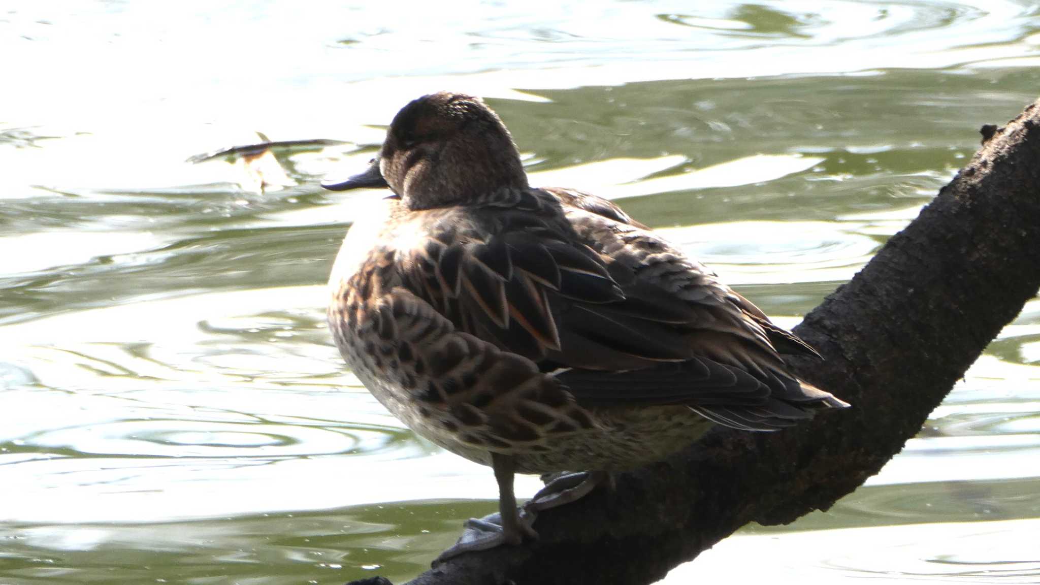 Photo of Baikal Teal at 井の頭恩賜公園 by こんぶ