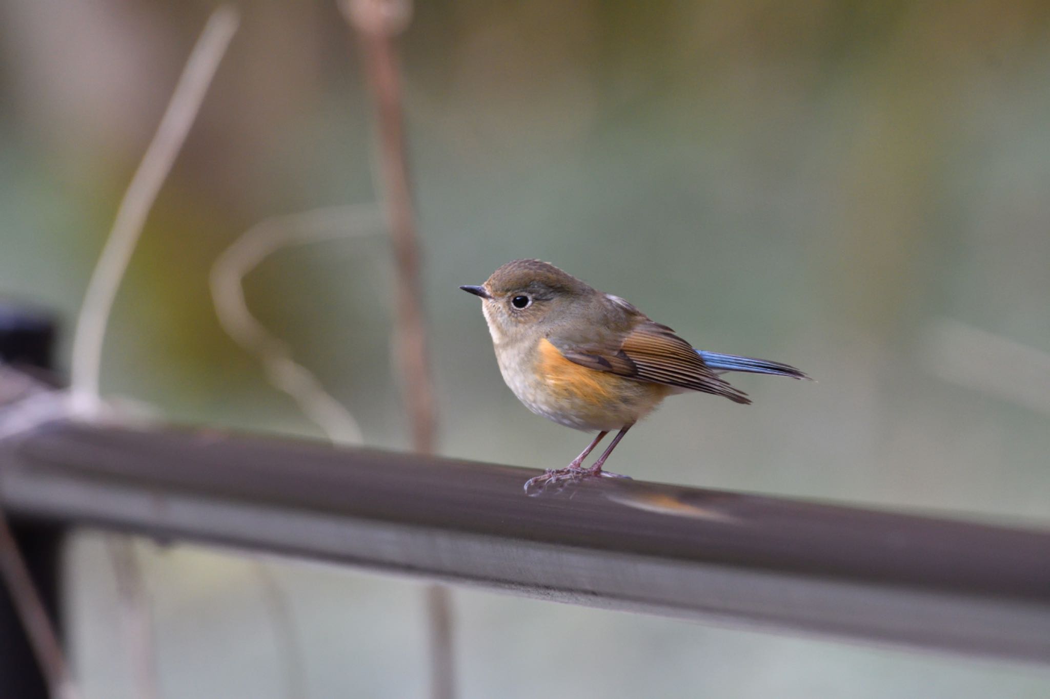 Photo of Red-flanked Bluetail at  by TATSU