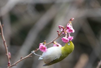 未同定 月ヶ瀬温泉   2024年3月10日(日)