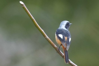 2024年3月10日(日) 月ヶ瀬温泉の野鳥観察記録