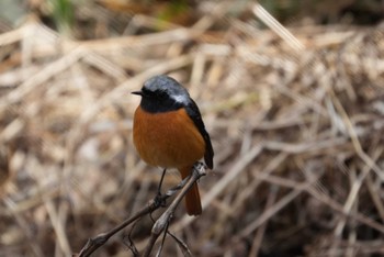 Unknown Species 月ヶ瀬温泉 Sat, 3/9/2024