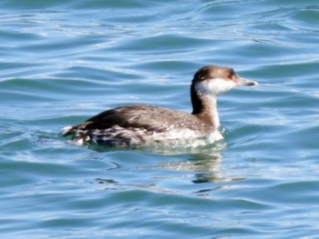 Horned Grebe 富士川河口 Sun, 3/10/2024