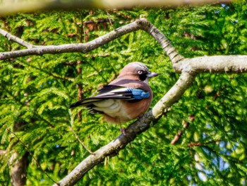 Eurasian Jay 南阿蘇ビジターセンター Sat, 3/9/2024